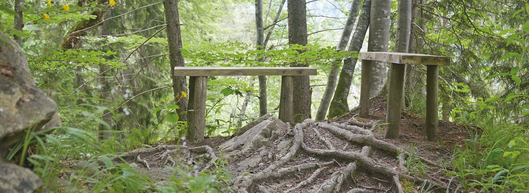 imWald_Foto_DörteSüberkrüb Waldboden mit Bäumen